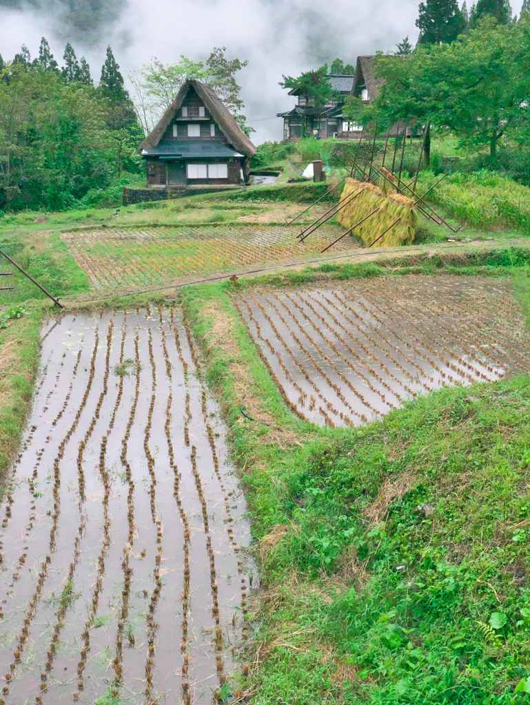 秋雨の合掌村