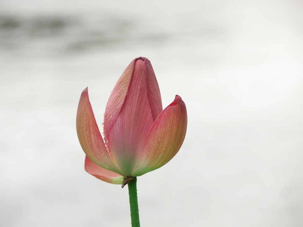 雨の日の蓮