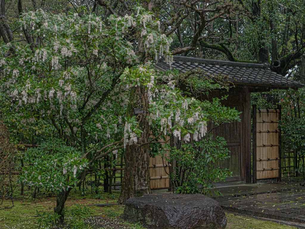 馬酔木の門