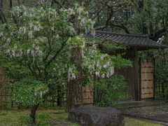 馬酔木の門