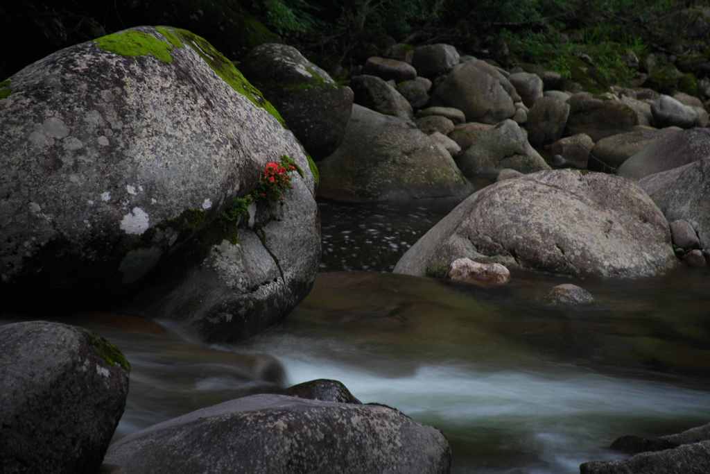 紅一点