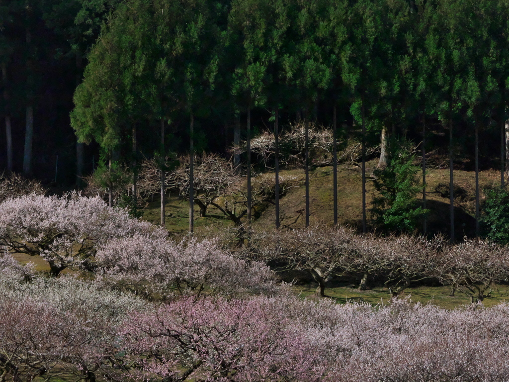 春の日差し