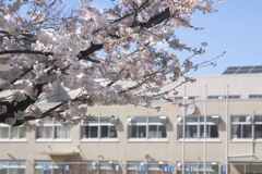 桜と小学校ってなぜ合うんだろう