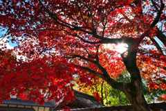 明るい紅葉