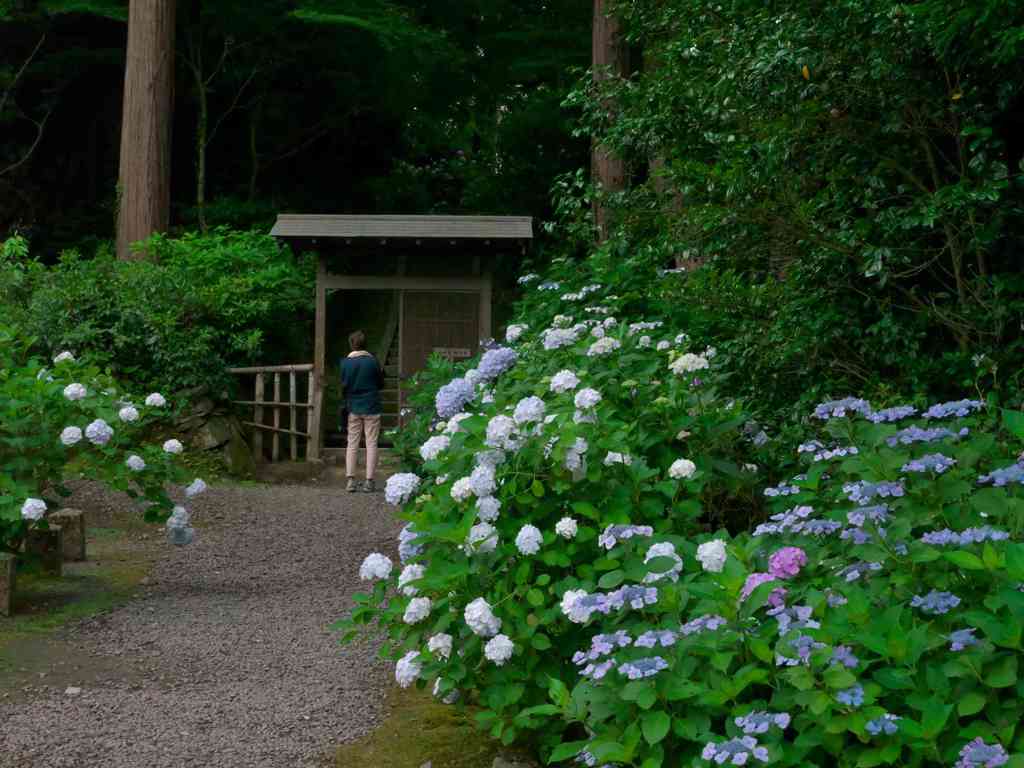 紫陽花の門