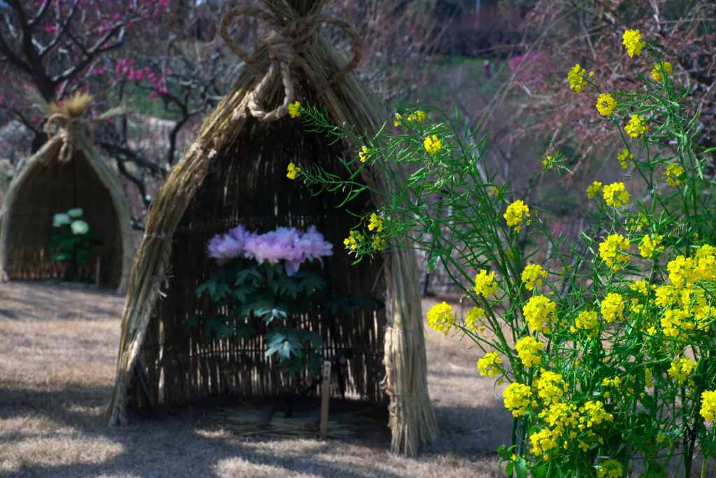 菜の花と牡丹