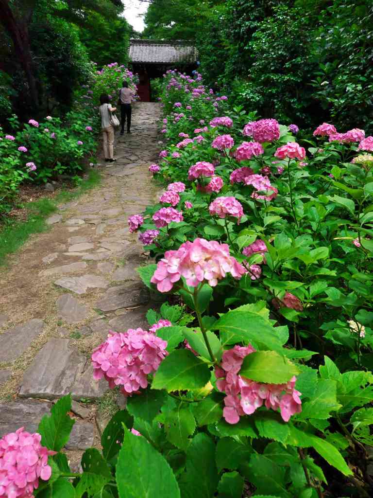 紫陽花の参道
