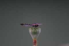 蜻蛉