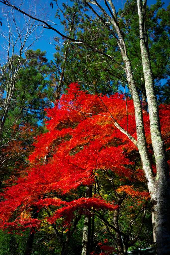 紅葉青空