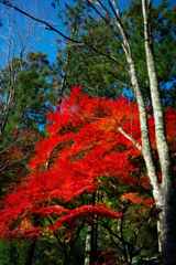 紅葉青空