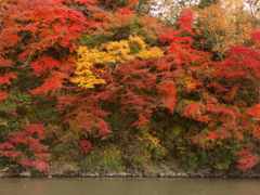 紅葉と黄葉