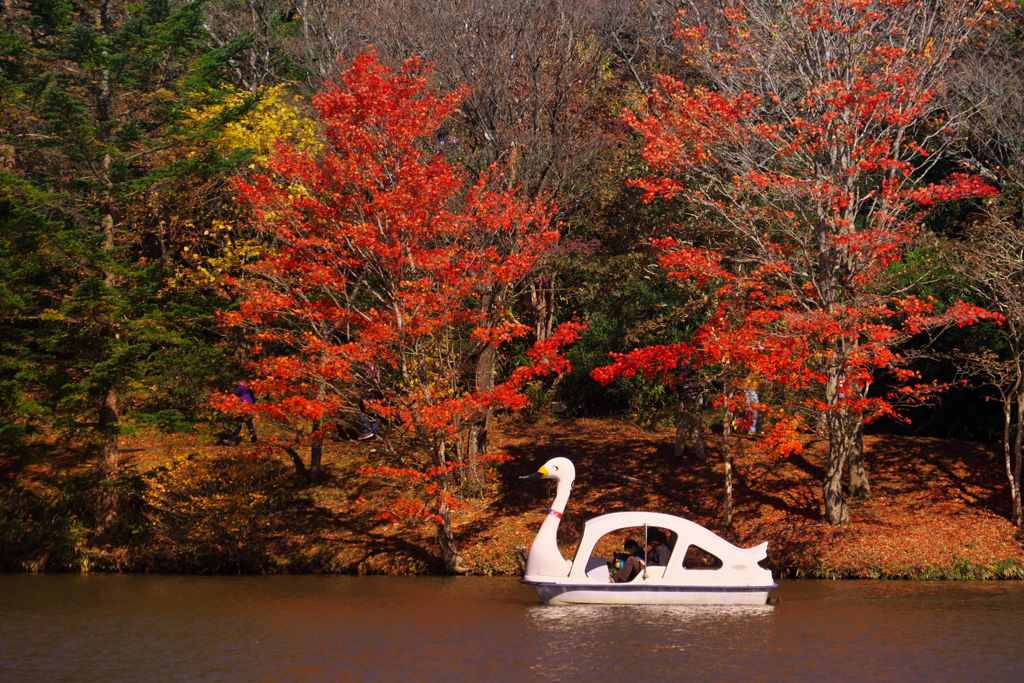 紅葉ペダリング