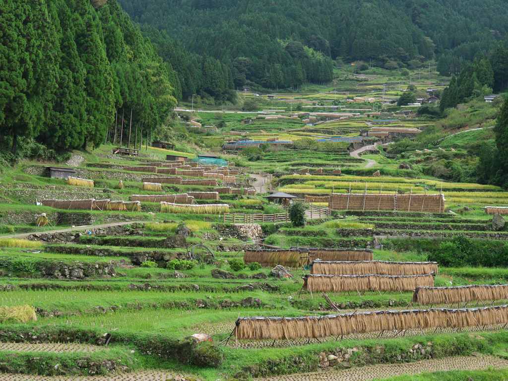 棚田の風景