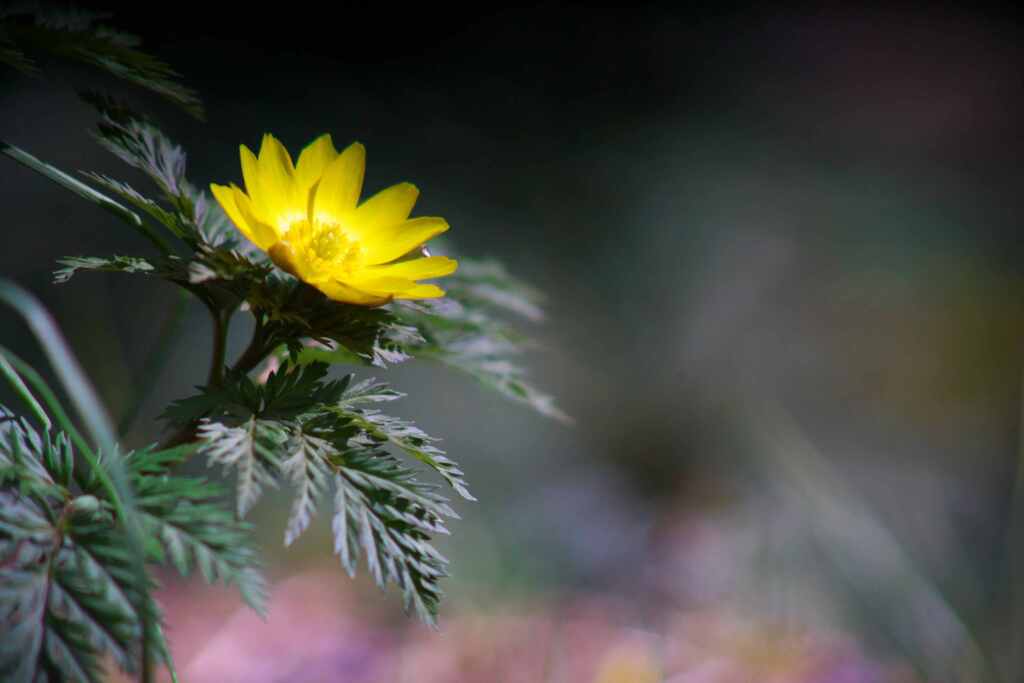 春を告げる花