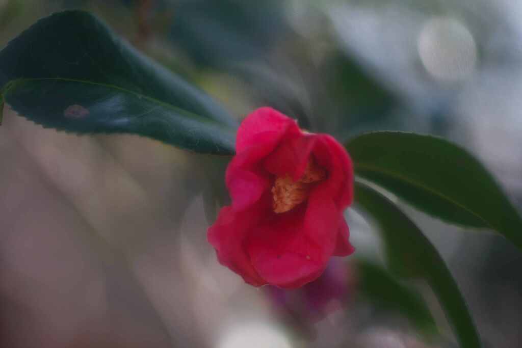 ふんわり山茶花