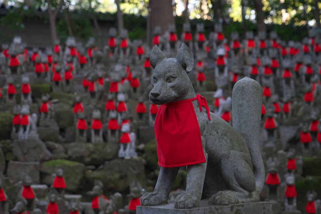 仲間の狐に囲まれて