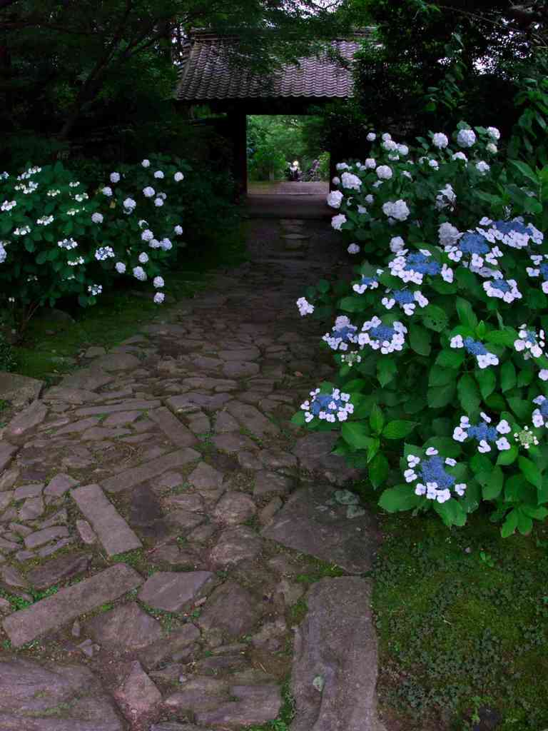 紫陽花の参道