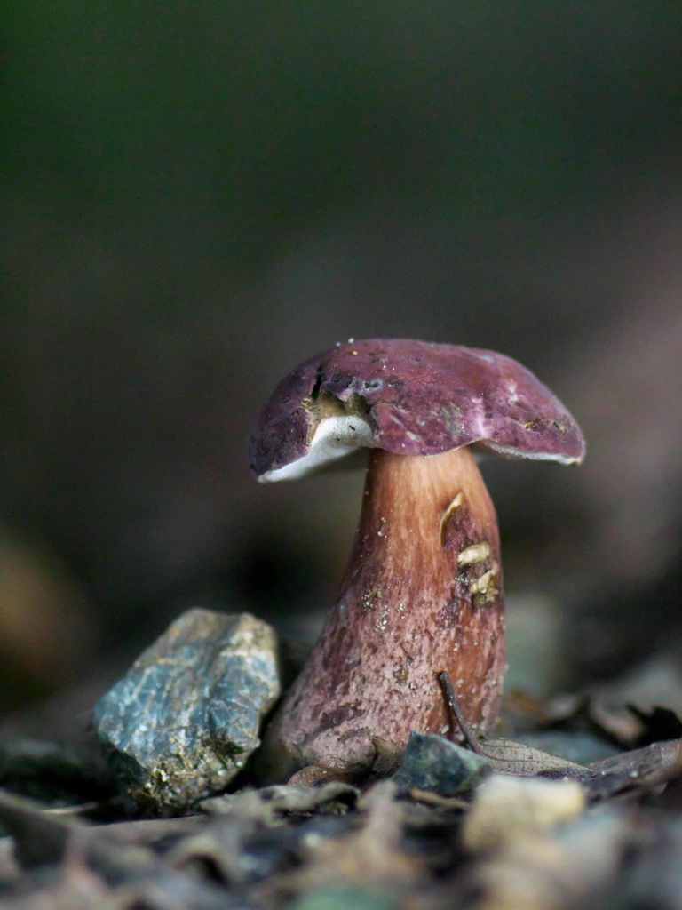 石ころの隣で
