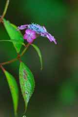 梅雨の花