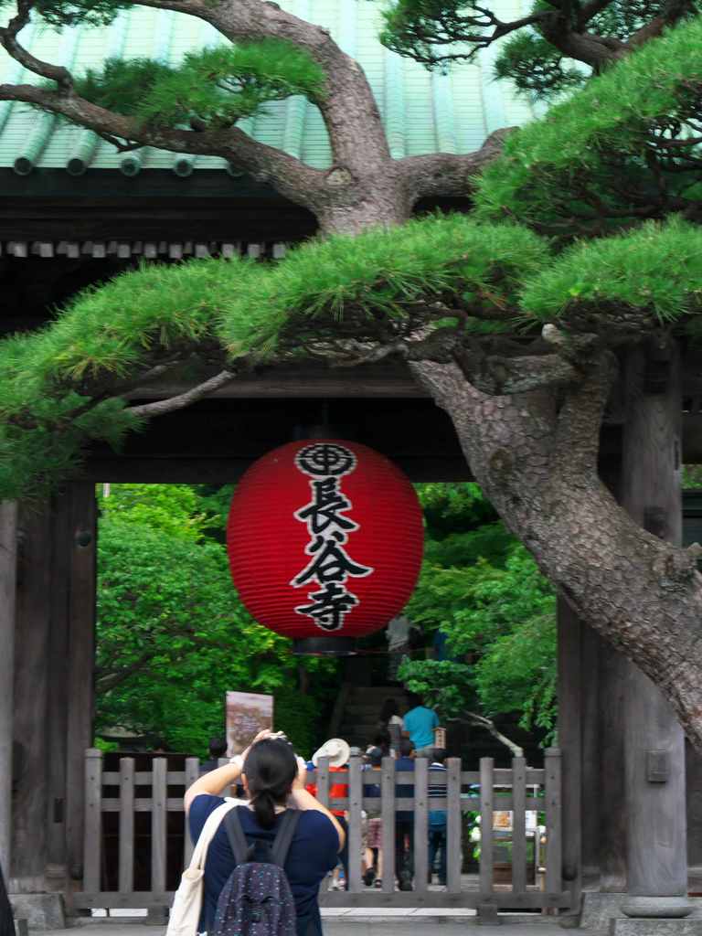 アジサイのお寺
