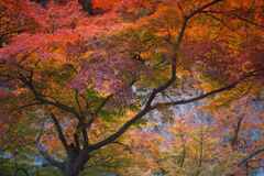 最後の紅葉