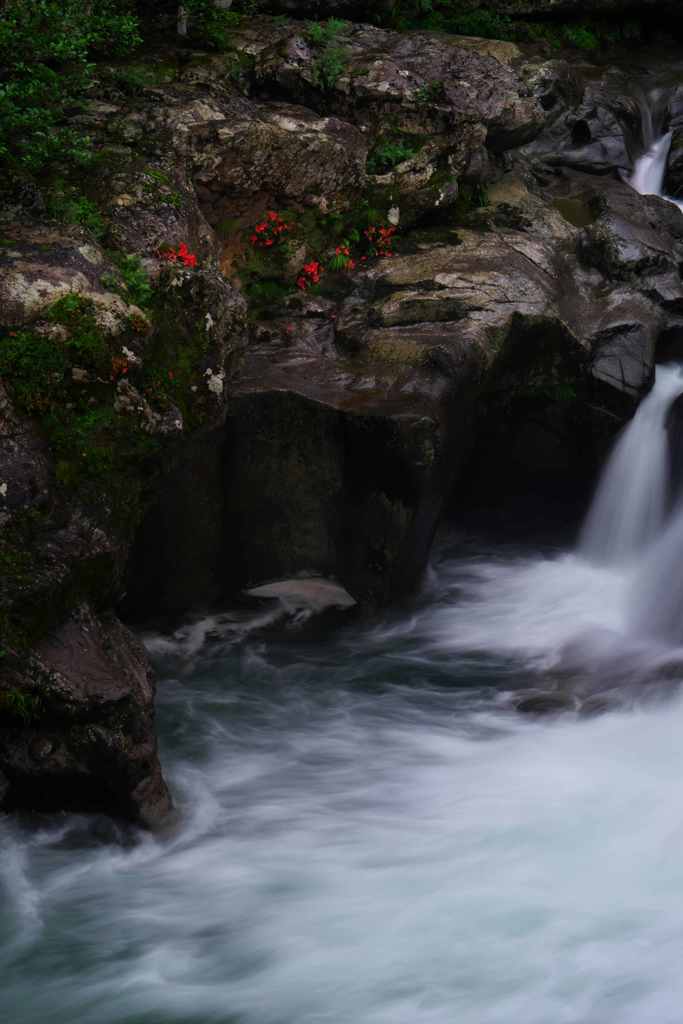 清流に咲く