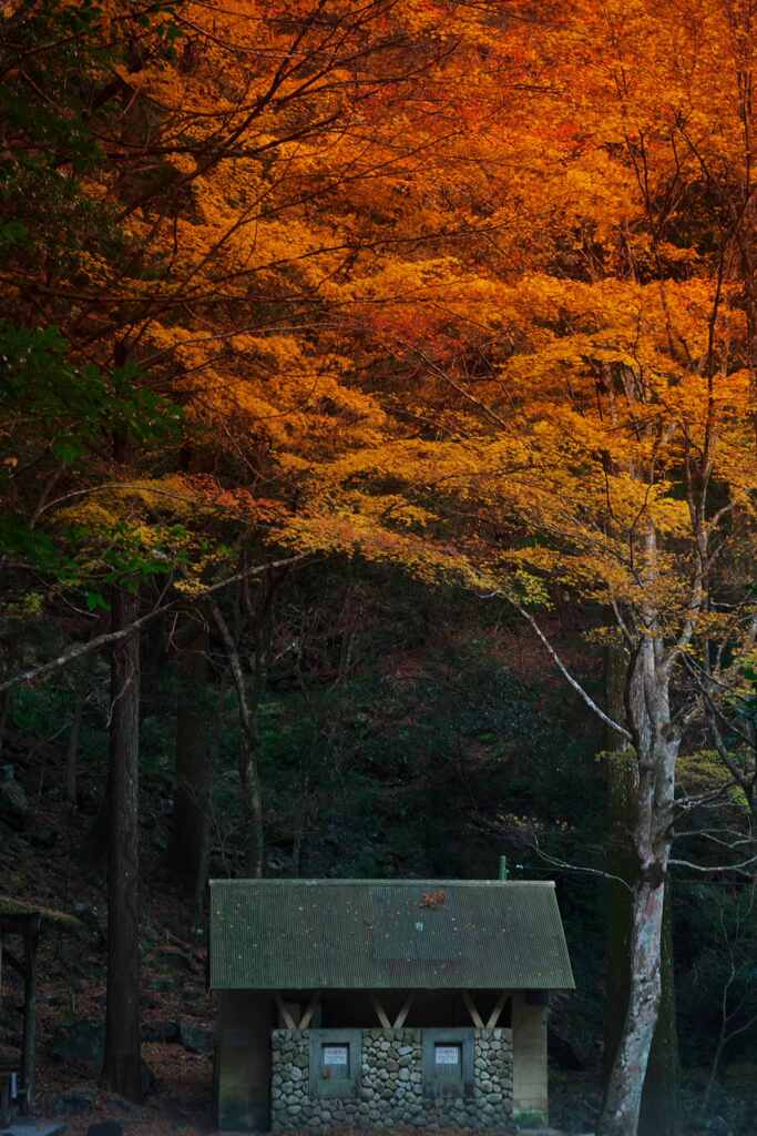 紅葉の下で