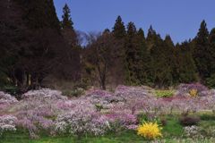 花桃咲く里