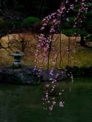花と灯籠