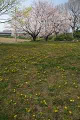 たんぽぽ広場