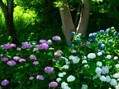 咲き誇る紫陽花
