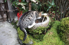 水飲み