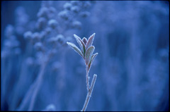 霜の花２