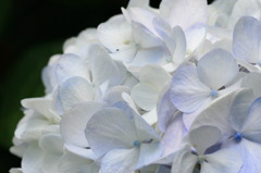 紫陽花