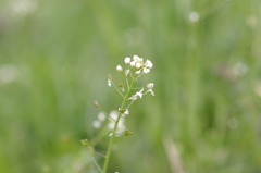 野の花