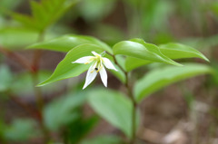 野の花
