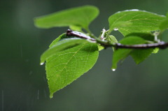 雨の日
