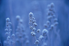 霜の花１
