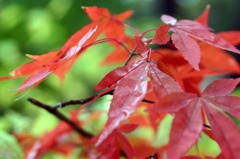 紅葉