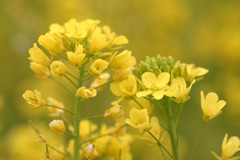 菜の花