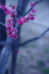 IMG_5551_1