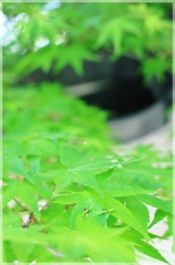 新緑のかえで
