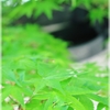 新緑のかえで