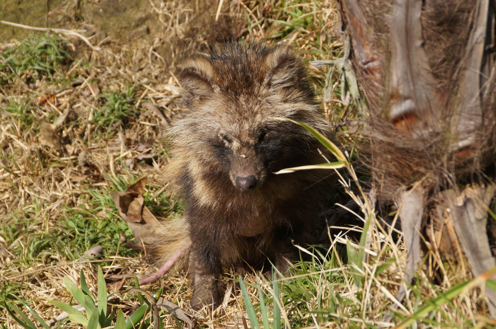 tanuki