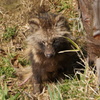 tanuki