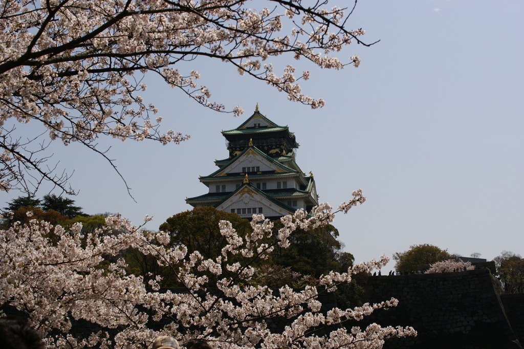 しろとさくら２