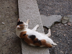 ネコ