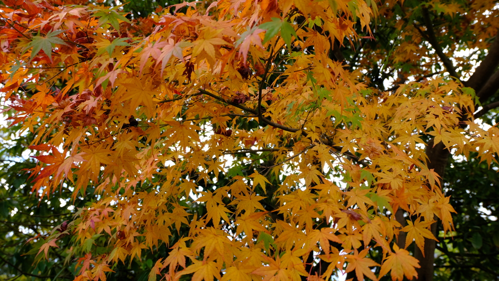 法隆寺の紅葉2　浅草善哉74