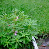 CFPS0980