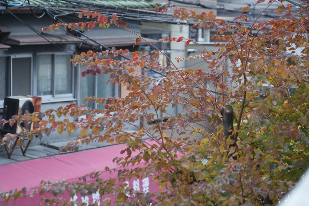 紅葉